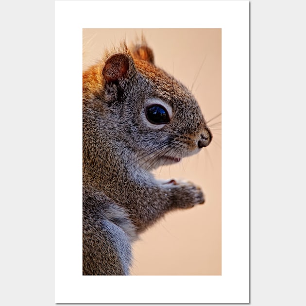 Red Squirrel Wall Art by jaydee1400